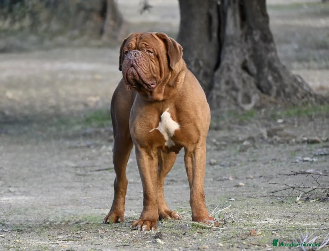 Imagen de galería {{count}}