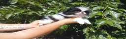 Pomerania perros en venta: Chin japonés  - Anuncio 3