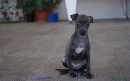 Pequeño Lebrel Italiano perros en venta: 🐾 Sirius y Selena – Galgos italianos 🐾 - Imagen 6