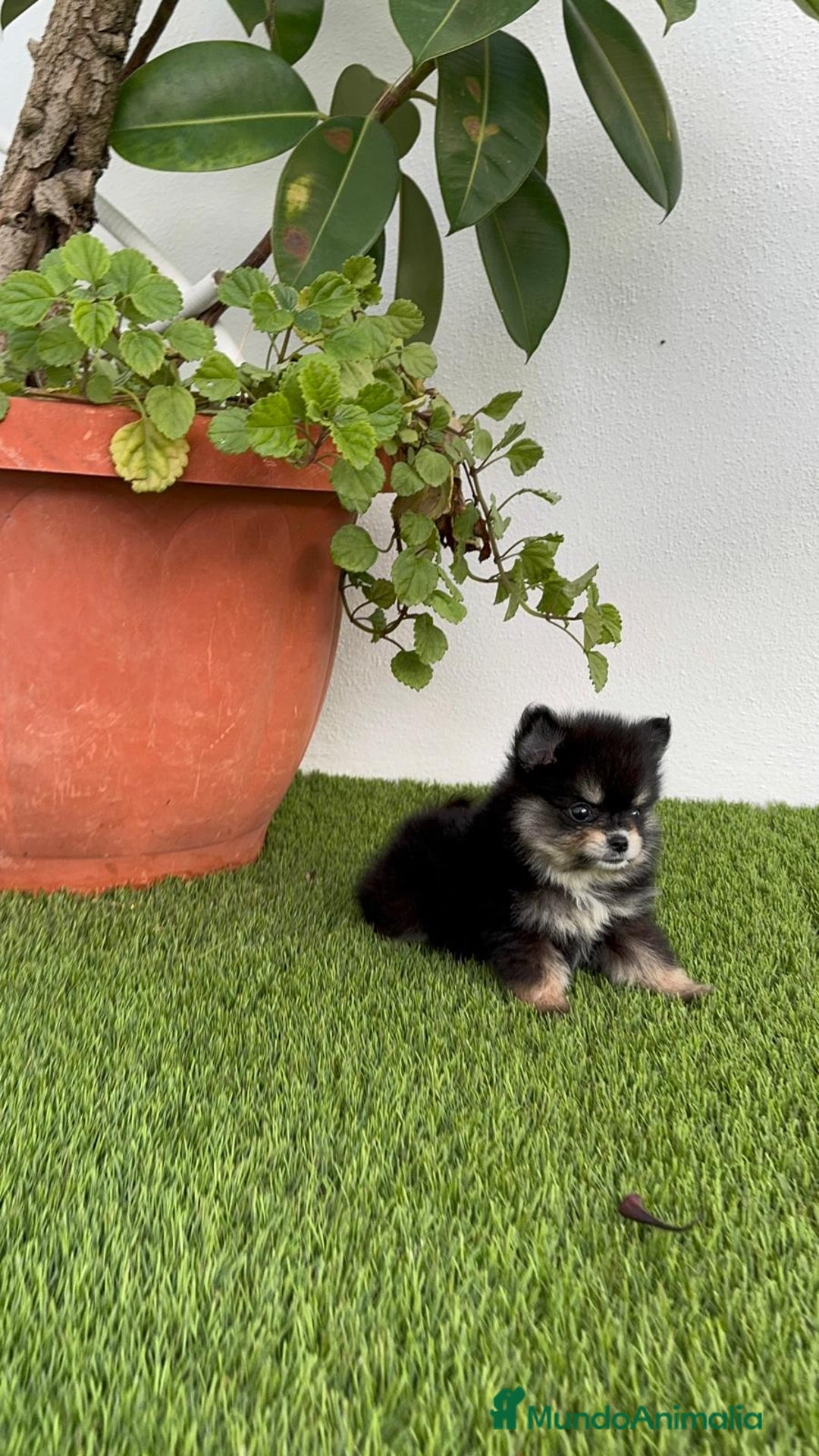 Pomerania perros en venta: POMERANIA HEMBRA DISPONIBLE - Imagen 13