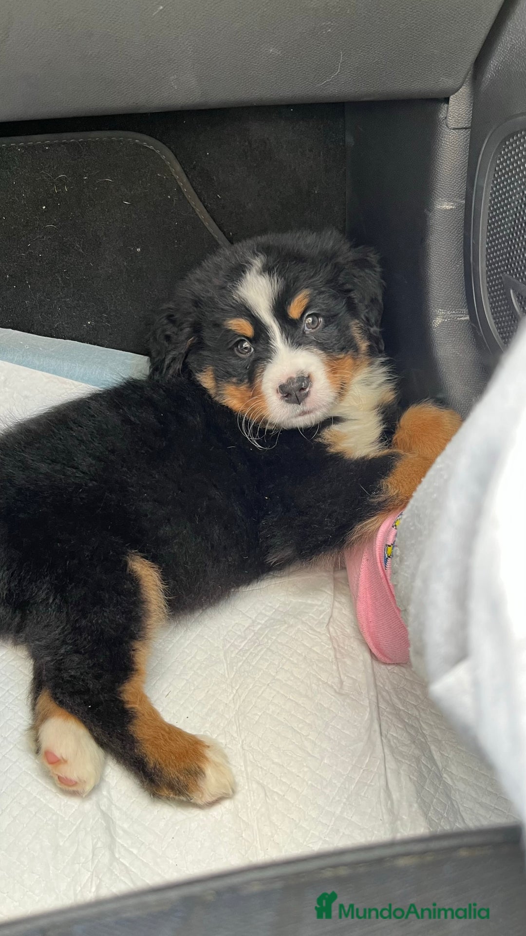 Boyero de Berna perros en venta: BOYERO DE BERNA CAMADA DISPONIBLE PARA RESERVA - Imagen 4