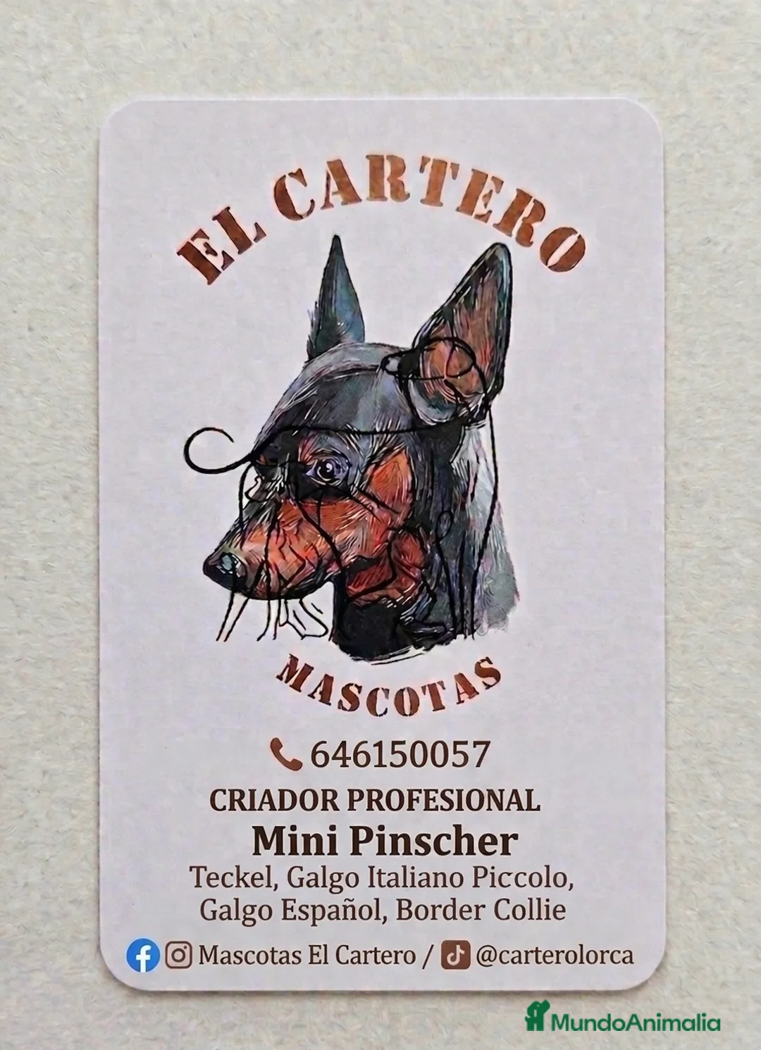Galgo Español perros en venta: Galgo español  - Anuncio 6