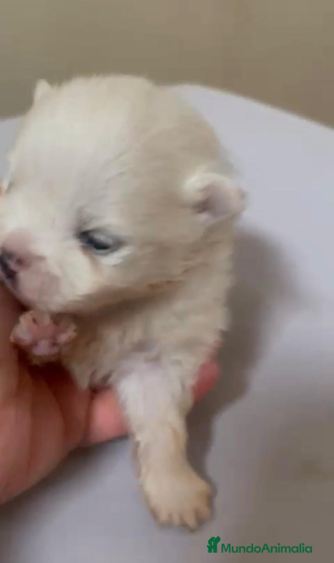 Pomerania perros en venta: Lulu pomerania toy - Anuncio 9