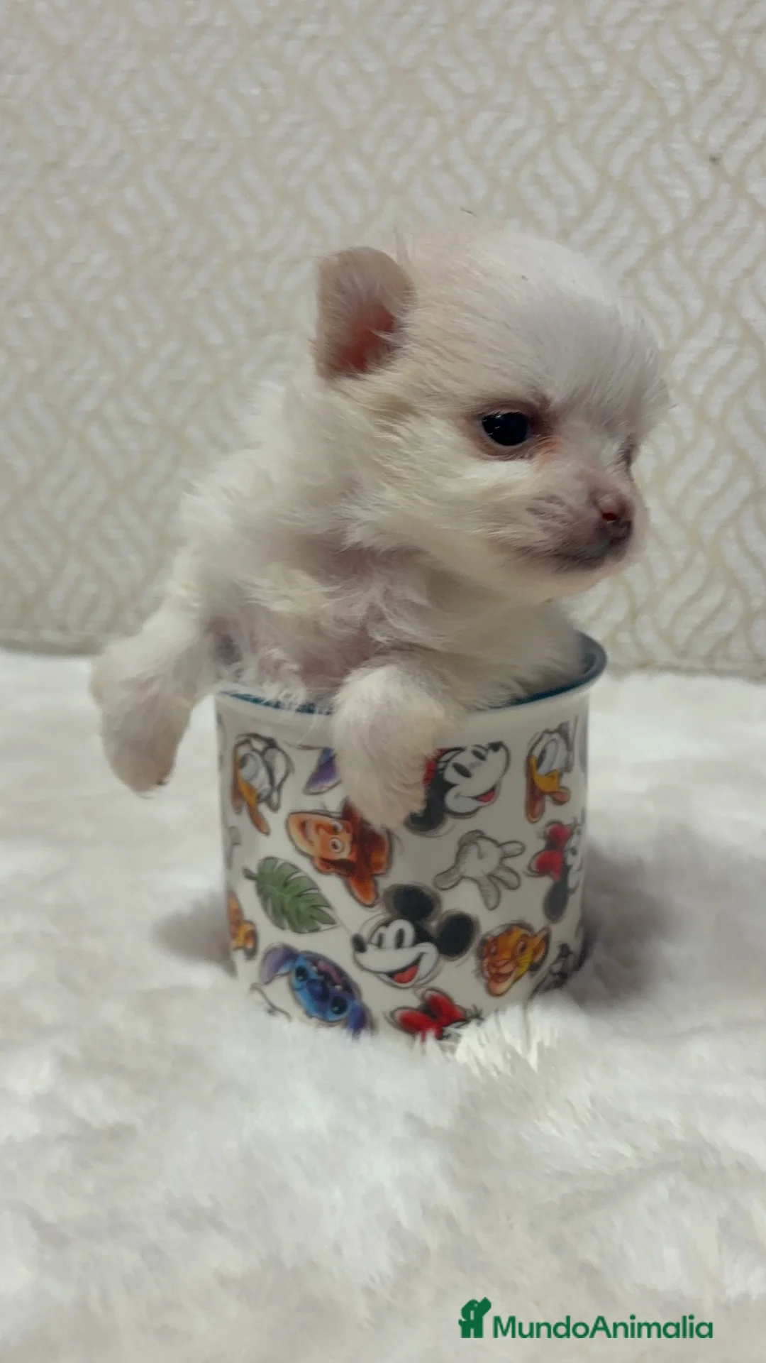 Pomerania perros en venta: Lulu Pomerania Toy hembra naranja blanca  - Anuncio 5