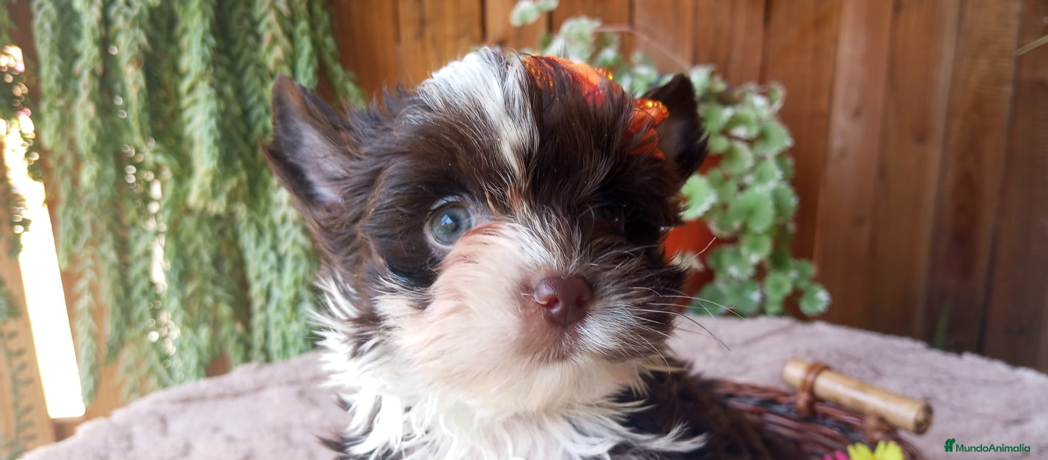 Yorkshire Terrier perros Cachorro Yorkshire Exótico ojos verdes - Anuncio 1