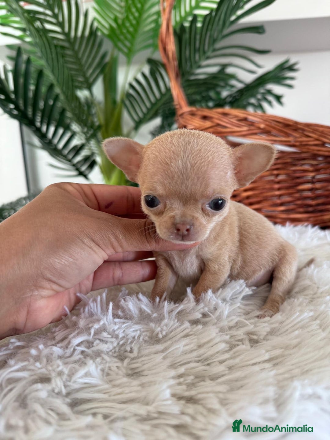 Chihuahua perros en venta: CHIHUAHUA HEMBRA - Anuncio 4