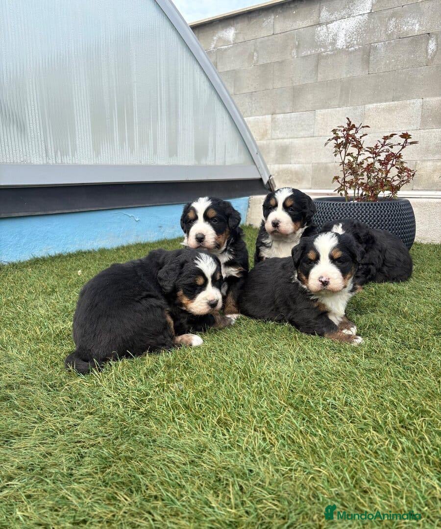 Boyero de Berna perros BOYERO DE BERNA - Anuncio 1