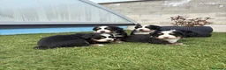 Boyero de Berna perros en venta: BOYERO DE BERNA - Anuncio 1