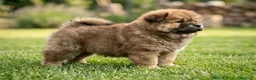 Chow Chow perros en venta: CHOW CHOW MARRON - Anuncio 9