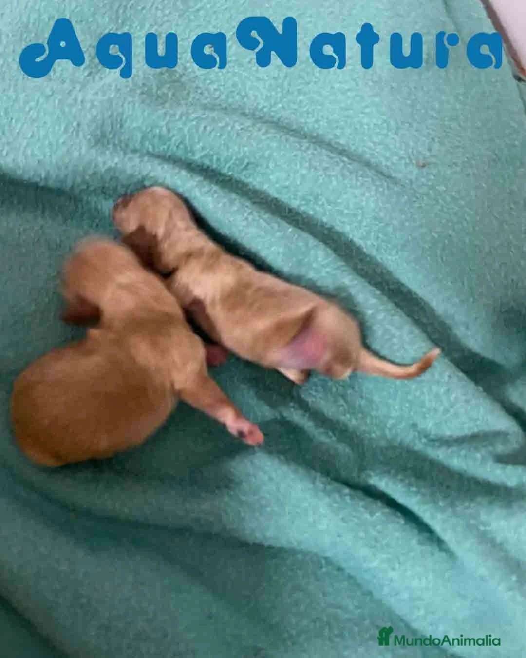 Caniche Enano perros en venta: Havapoo Camada de Mina y Can AQUANATURA - Anuncio 3