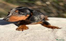 Teckel Miniatura perros en venta: Teckel miniatura arlequin  - Imagen 6