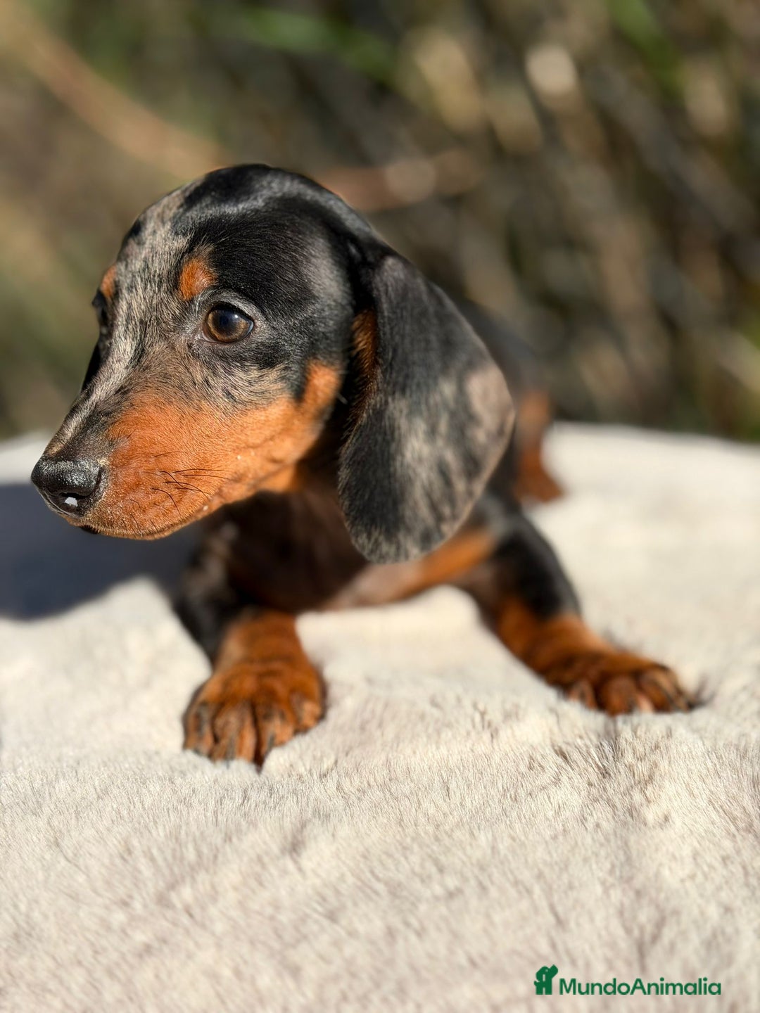 Teckel Miniatura perros en venta: Teckel miniatura arlequin  - Imagen 6