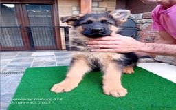 Pastor Alemán perros en venta: Pastores alemanes de CARMARGUT - Imagen 5