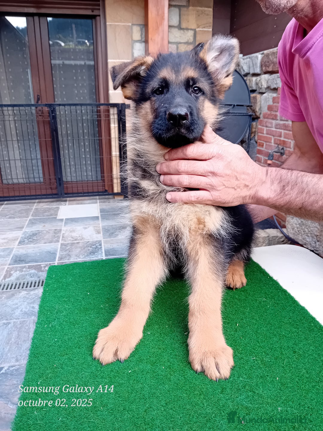 Pastor Alemán perros en venta: Pastores alemanes de CARMARGUT - Imagen 5