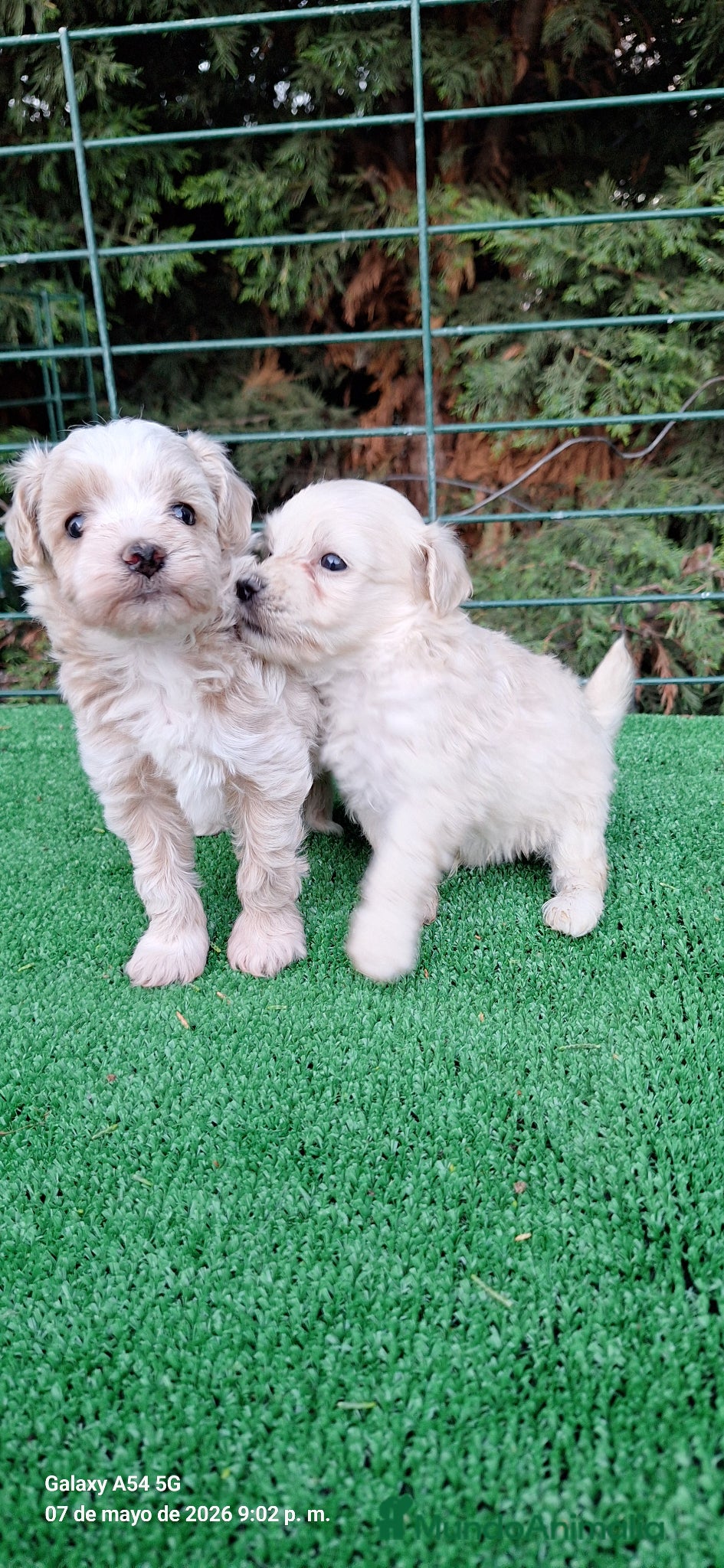 Maltipoo perros en venta: Maltipoo - Anuncio 6