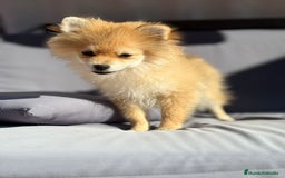Pomerania perros en venta: Lulu pomerania toy - Imagen 10