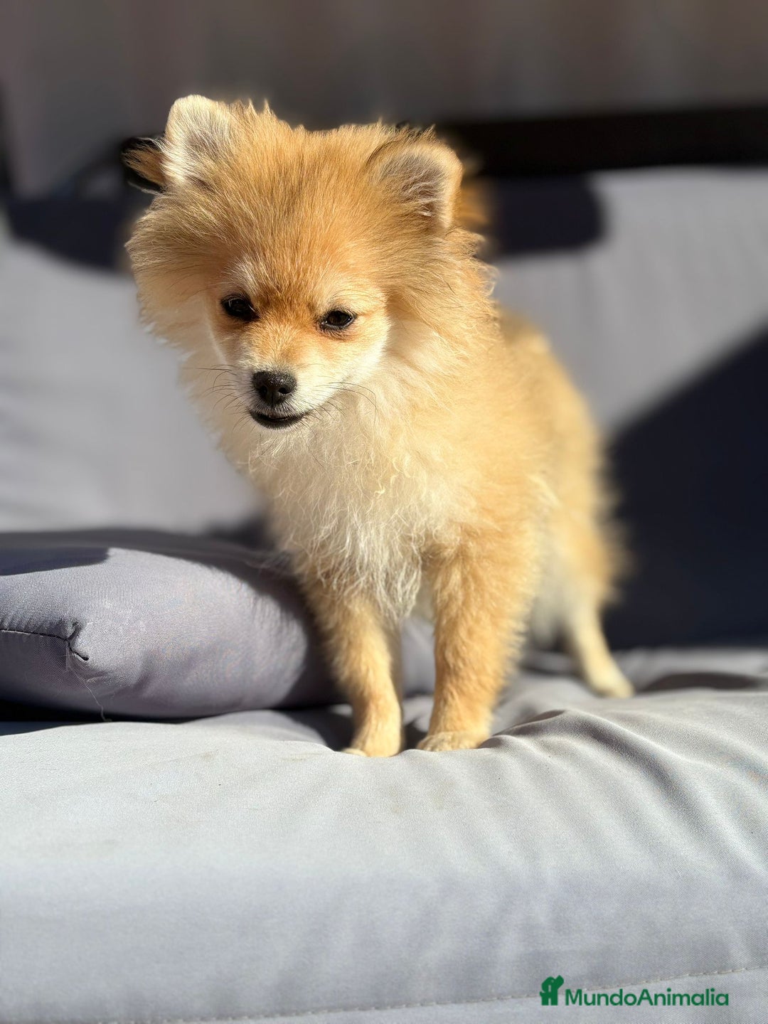 Pomerania perros en venta: Lulu pomerania toy - Imagen 10
