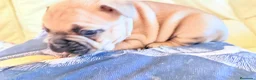 Bulldog Francés perros en venta: Bulldog francés fawn - Anuncio 6