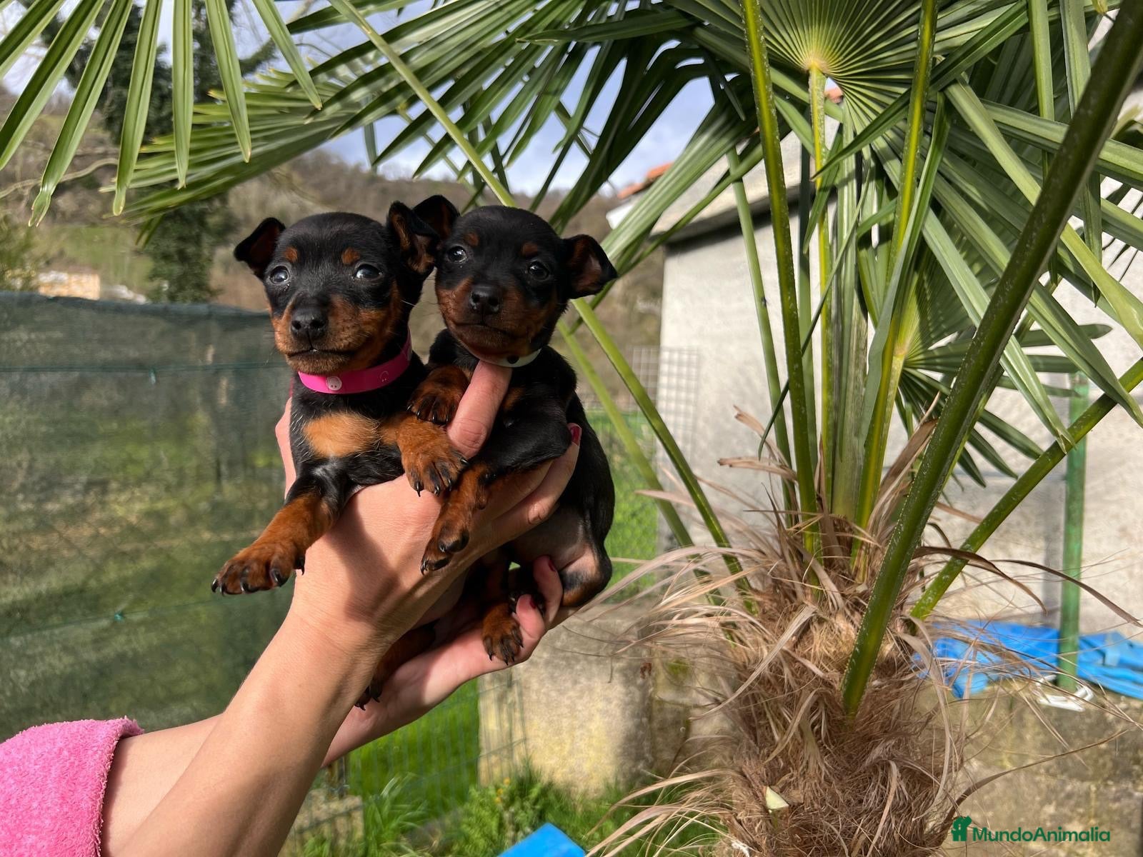 Pinscher Miniatura perros Mini Pinscher - Anuncio 1