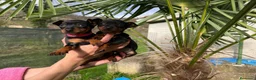 Pinscher Miniatura perros en venta: Mini Pinscher - Anuncio 1