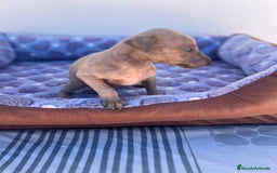 Whippet perros en venta: Whippet blue  - Imagen 32