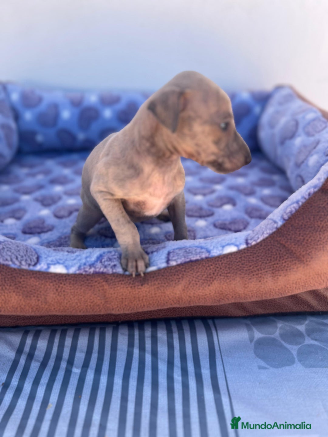 Whippet perros en venta: Whippet blue  - Imagen 32