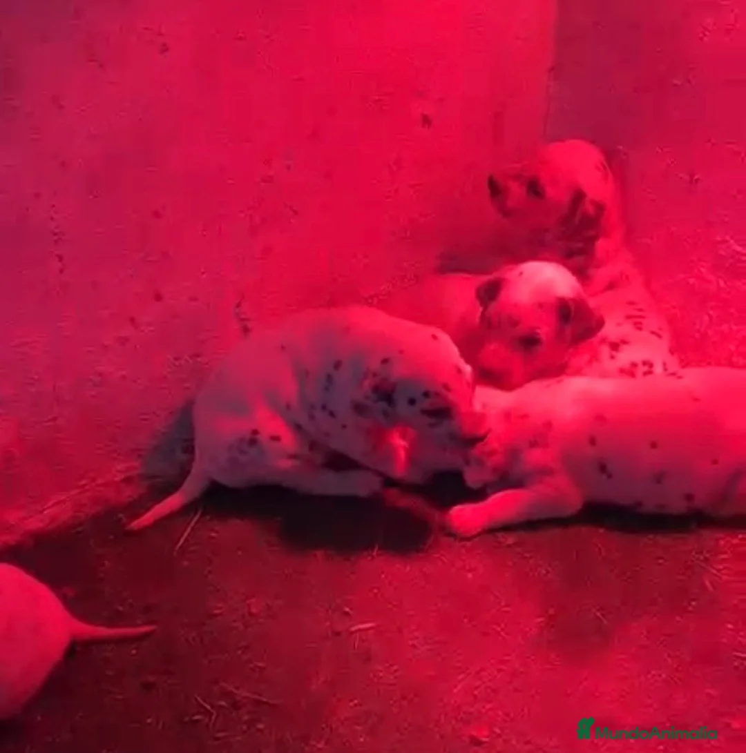 Dálmata perros en venta: Preciosos dálmatas disponibles  - Anuncio 4