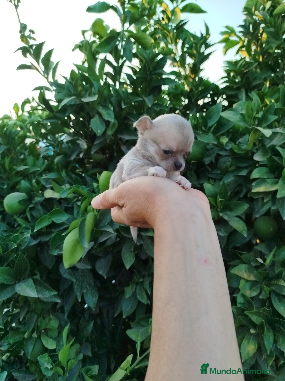 Chihuahua perros en venta: Chihuahua Toy  - Imagen 5