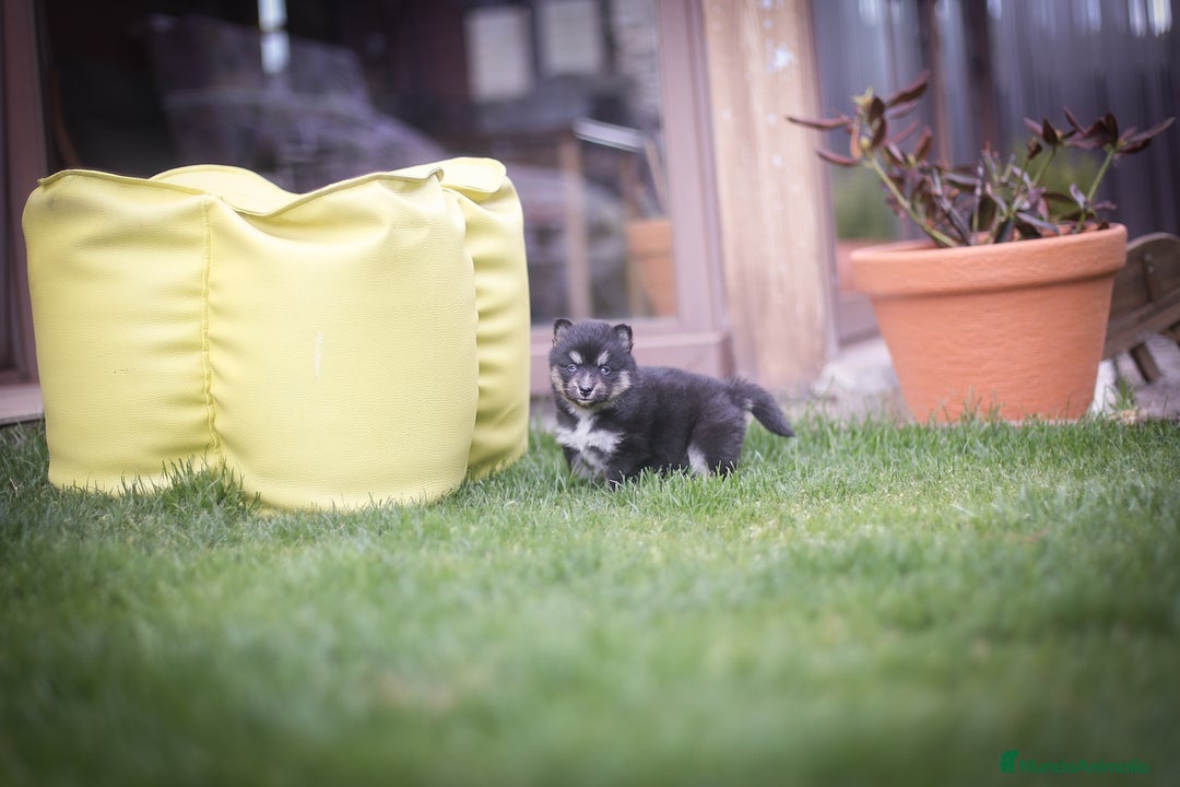 Pomsky perros en venta: Pomsky Toy F3 - Imagen 8