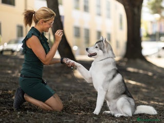 Husky Siberiano perros en Salamanca - Anuncio 11