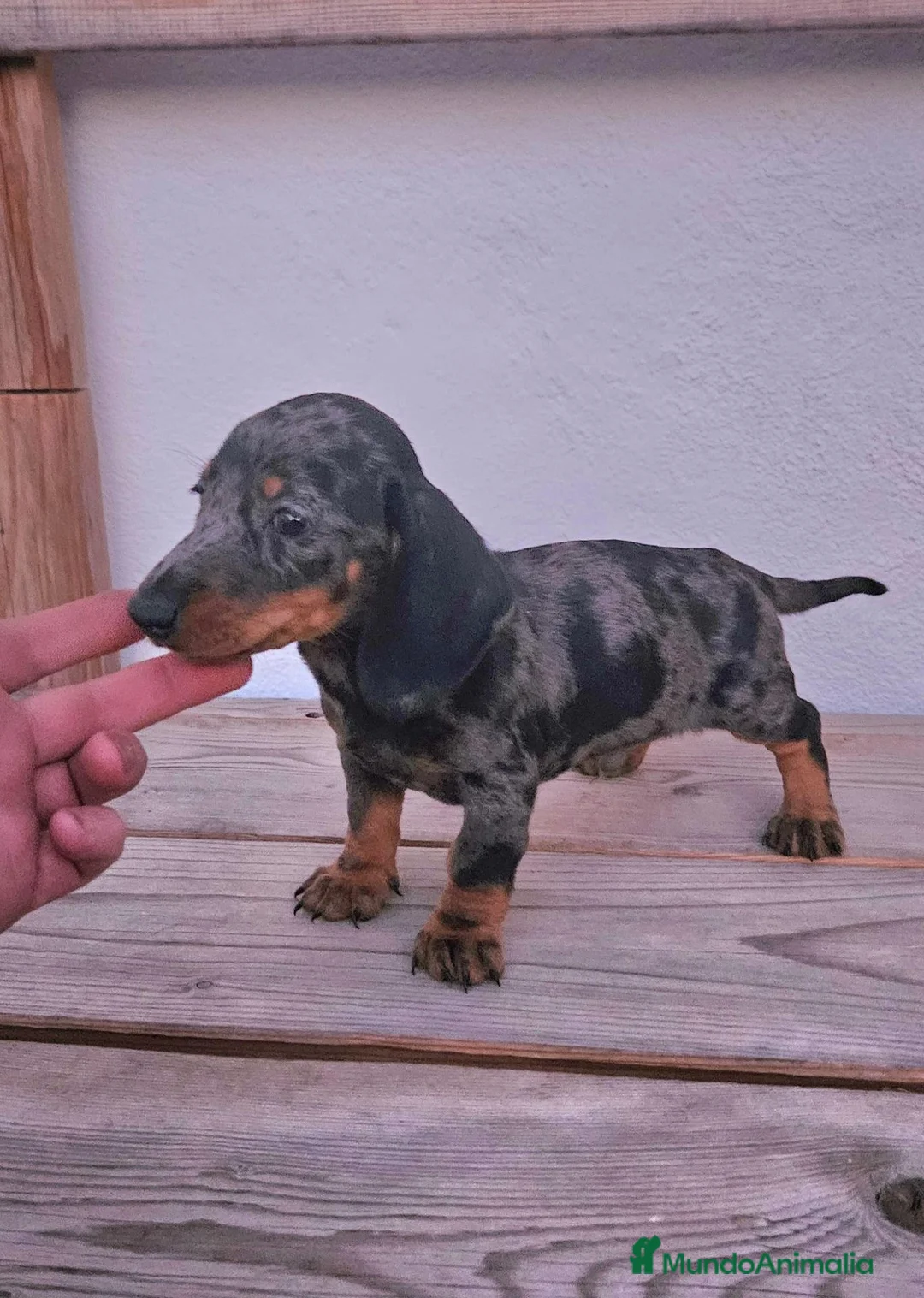 Teckel perros en venta: Cachorros teckel  - Anuncio 2