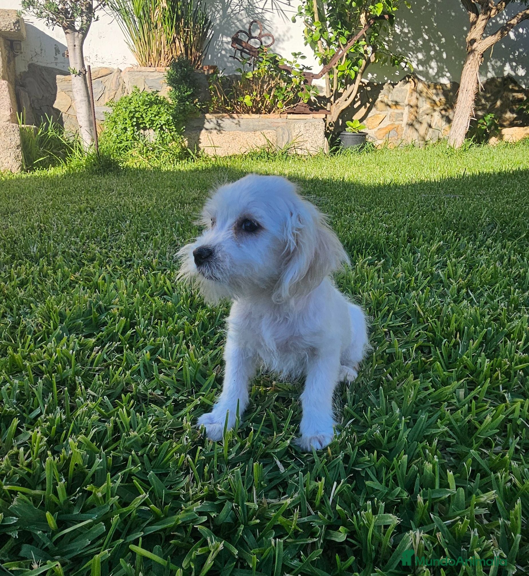 Bichón Maltés perros Bichon maltes disponibles  - Anuncio 2