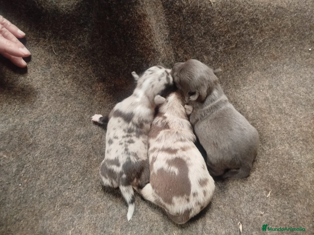 Chihuahua perros en venta: Preciosa camada de chihuahuas  - Anuncio 4