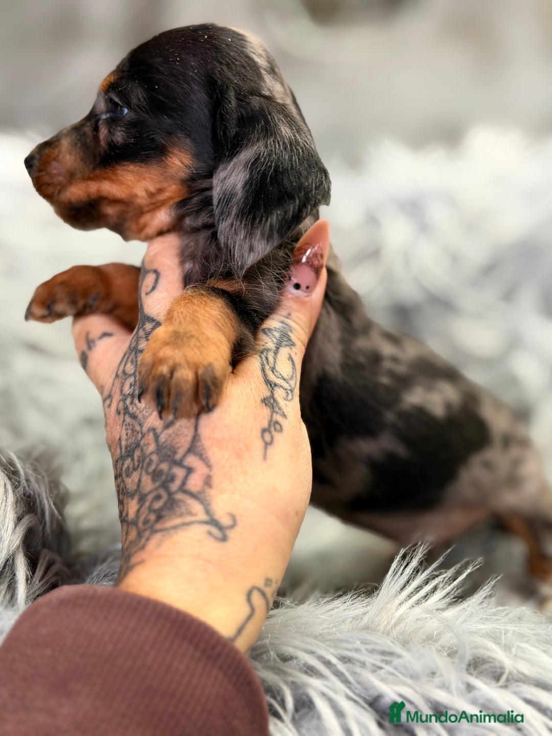 Teckel Miniatura perros en venta: Teckel Arlequin Kaninchen  - Anuncio 5