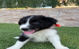 Border Collie perros en venta: Disponible cachorro Border collie  - Imagen 8