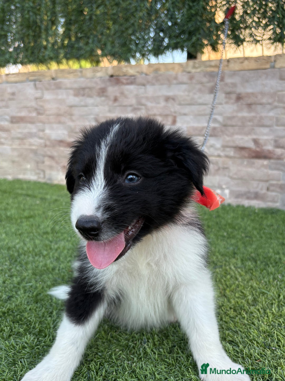 Border Collie perros en venta: Disponible cachorro Border collie  - Imagen 8