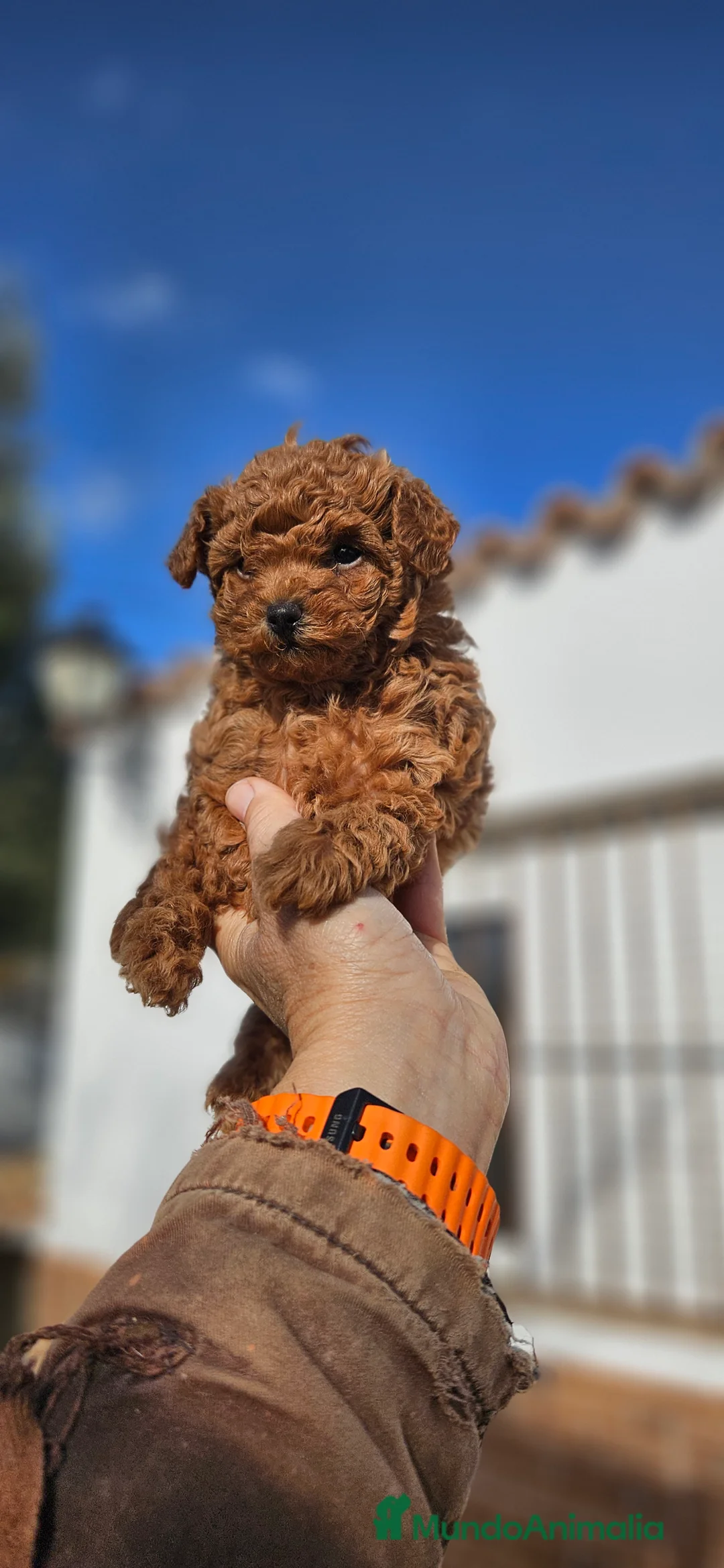 Caniche Toy perros en venta: Caniche toy - Anuncio 13