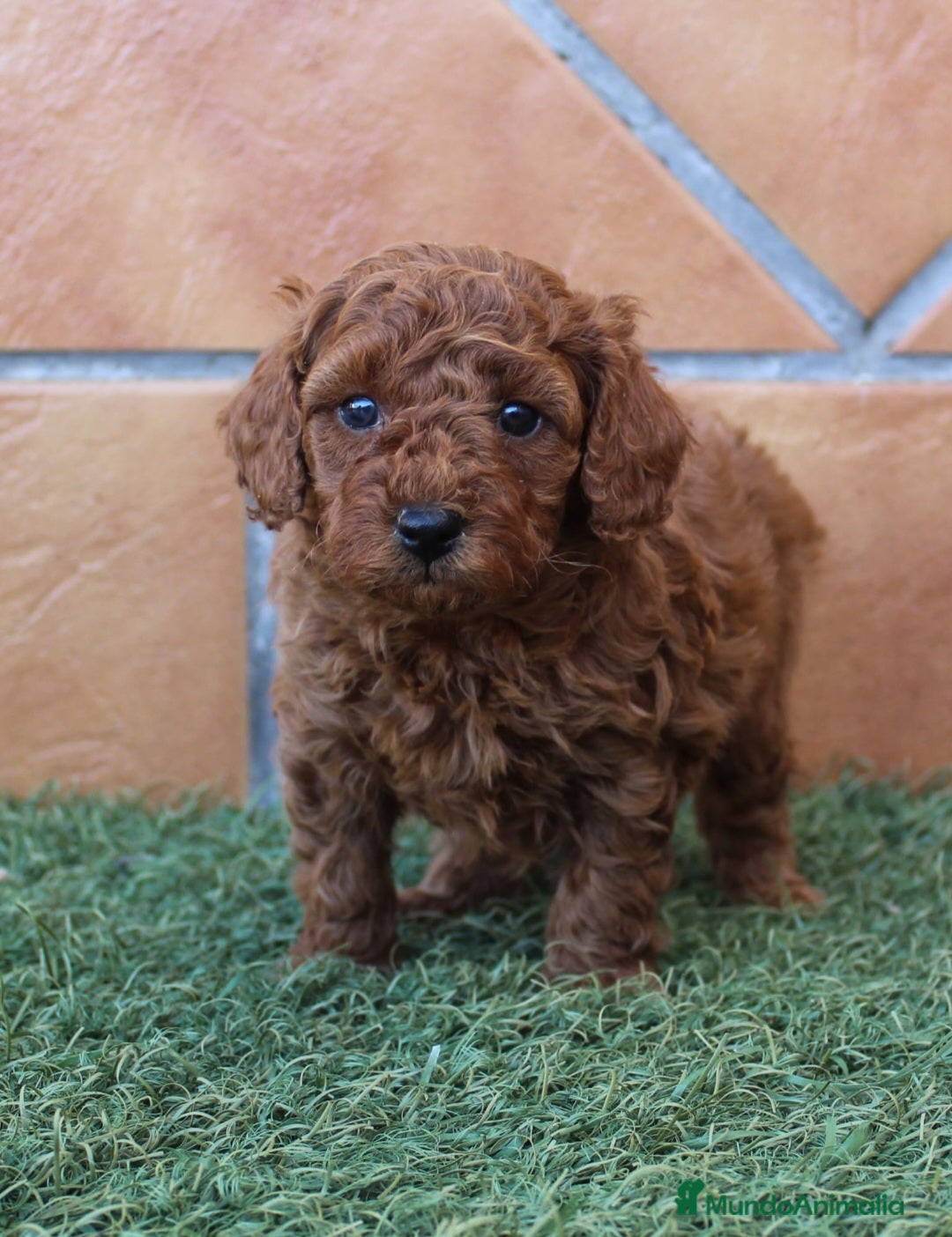 Caniche Toy perros CANICHE TOY - Anuncio 4