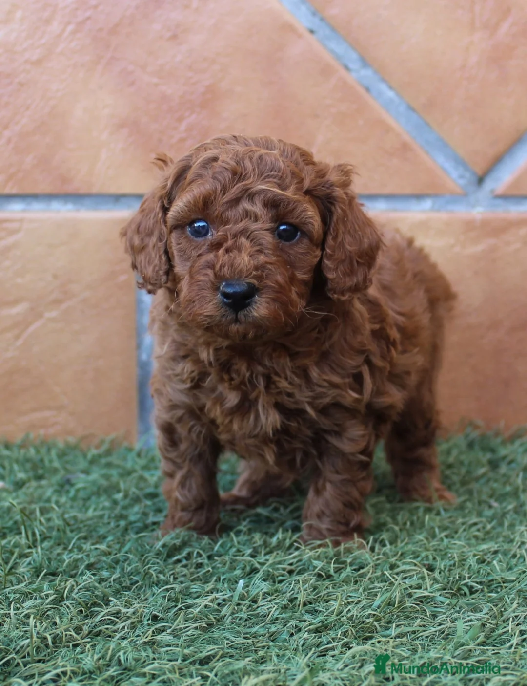 Caniche Toy perros en venta: CANICHE TOY - Anuncio 1