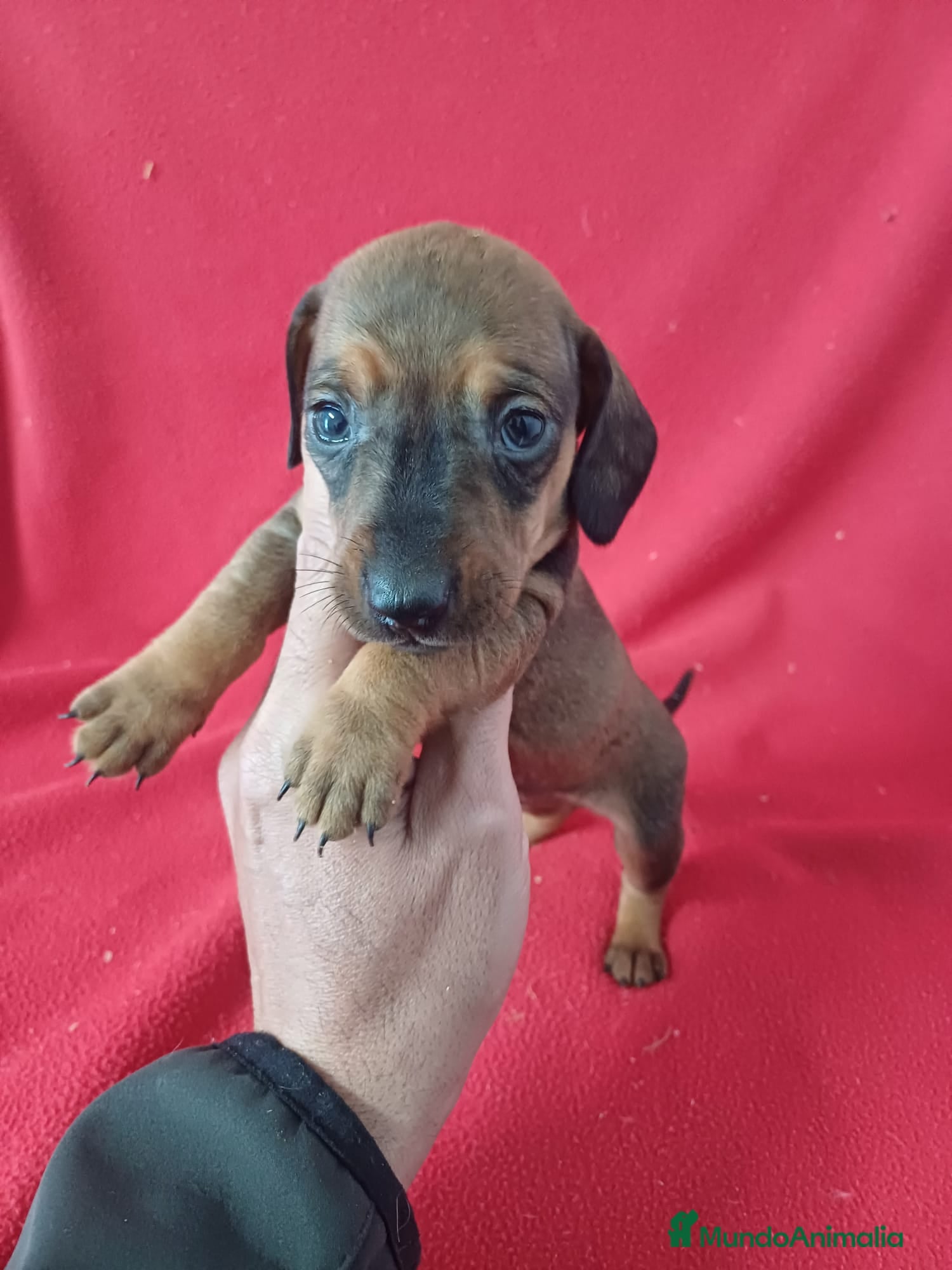 Teckel Miniatura perros Teckel Miniatura  - Anuncio 1