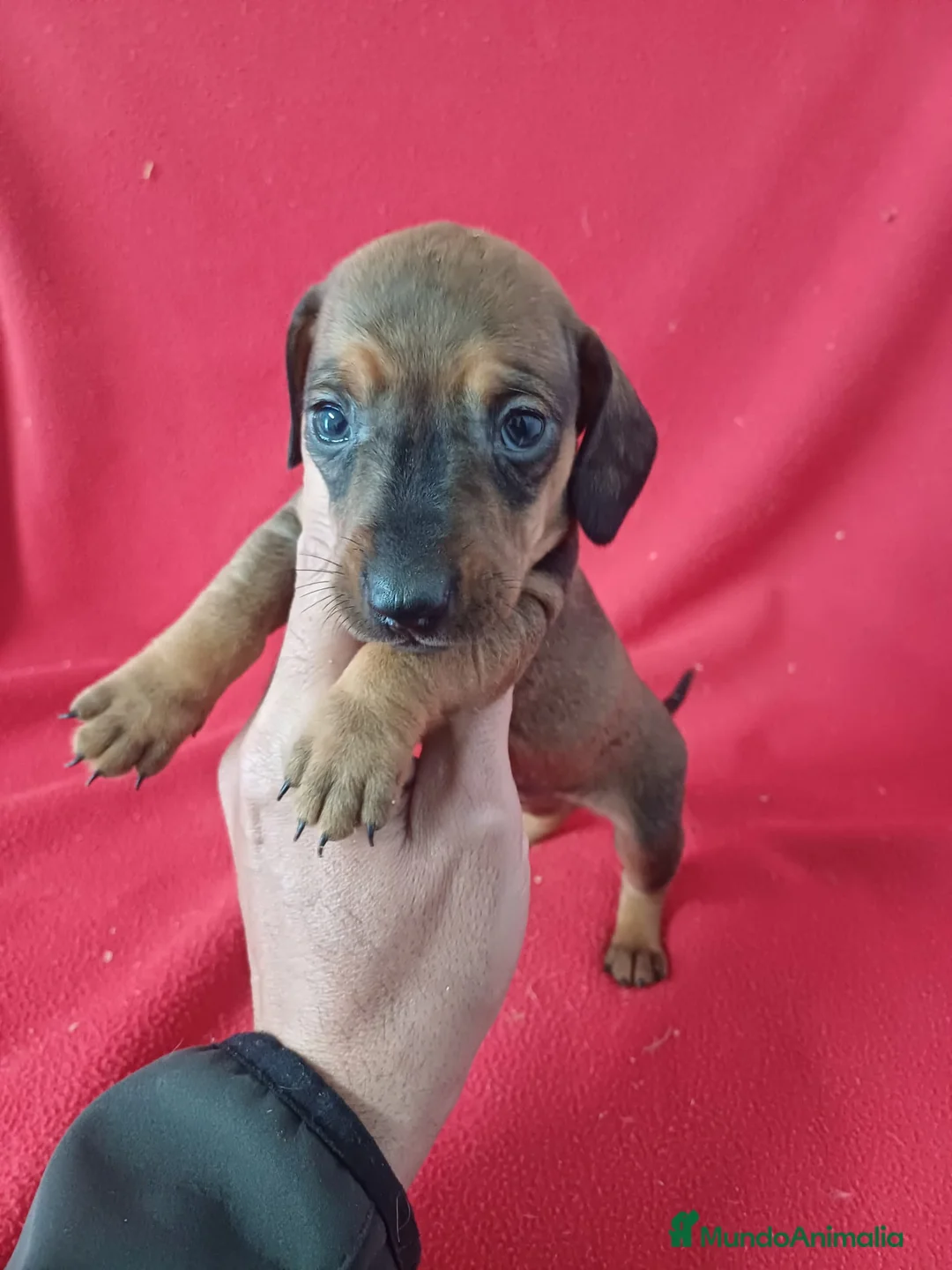 Teckel Miniatura perros en venta: Teckel Miniatura  - Anuncio 1