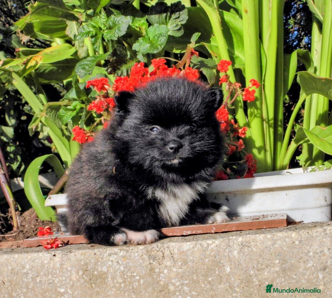 Pomerania perros en venta: Preciosos cachorros de pomerania - Imagen 1