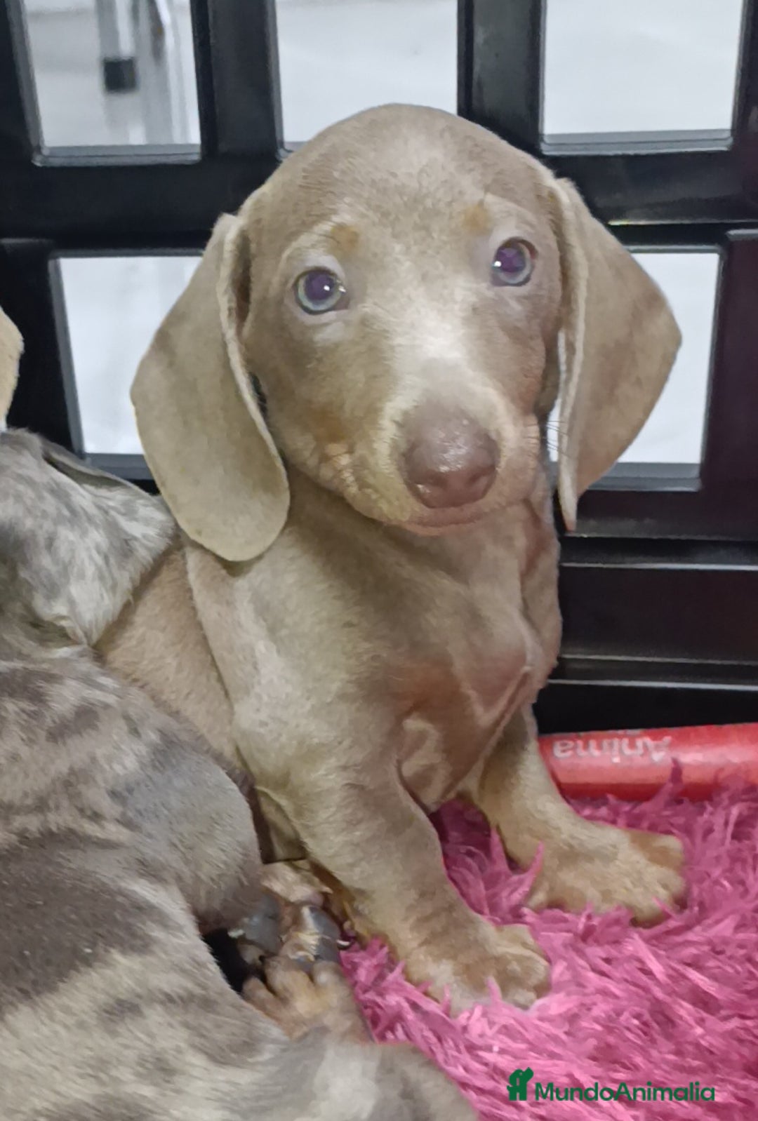 Teckel perros en venta: Teckel kaninchen Arlequínes y colores bellisimos - Imagen 3