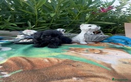 Maltipoo perros en venta: Maltipo calidad y selección  - Imagen 5