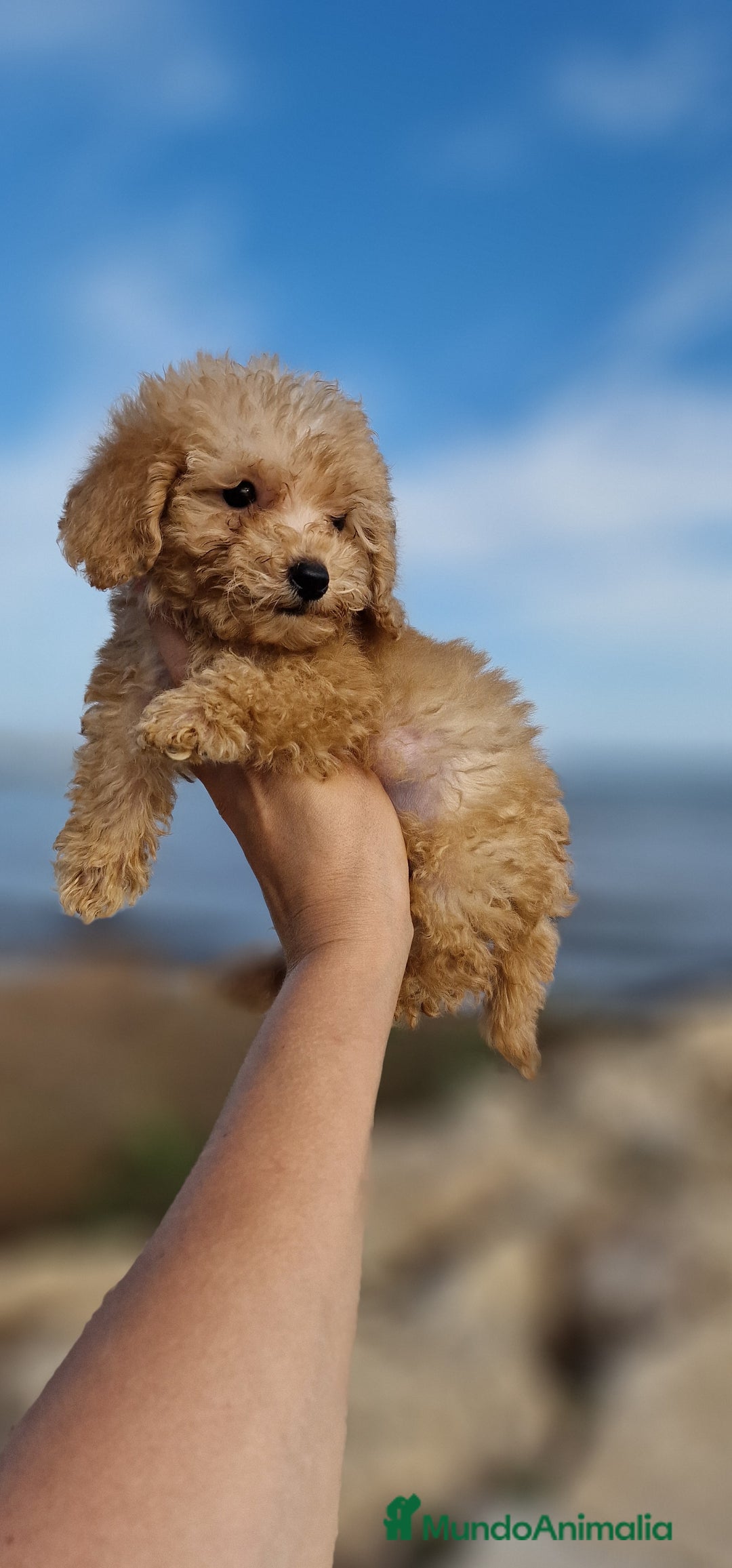 Caniche Toy perros en venta: HEMBRA CANICHE TOY - Imagen 1
