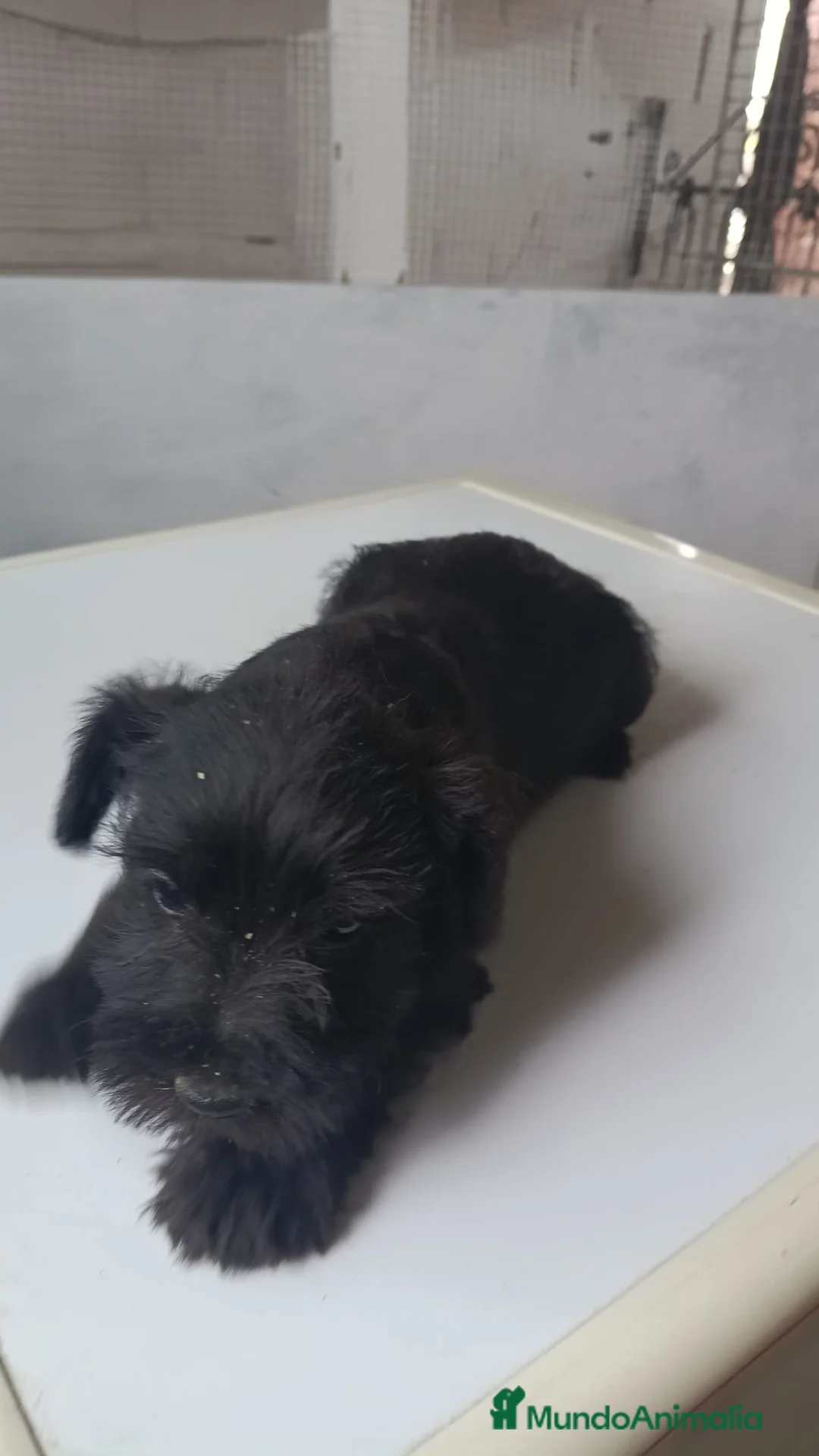 Schnauzer Mediano perros en venta: Preciosos schnauzer disponibles 🔥🐾🐶 - Anuncio 5