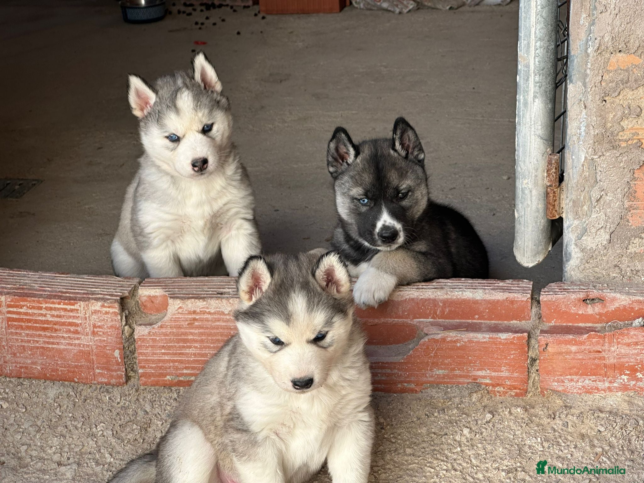 Husky Siberiano perros Husky Siberiano  - Anuncio 1