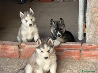 Husky Siberiano perros Husky Siberiano - Anuncio 1