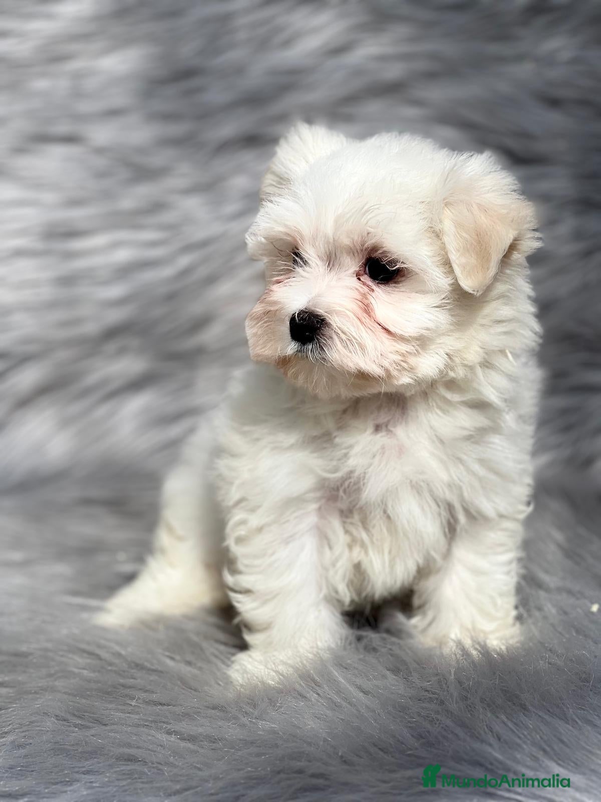 Bichón Maltés perros Bichon maltes  en Barcelona - Anuncio 2