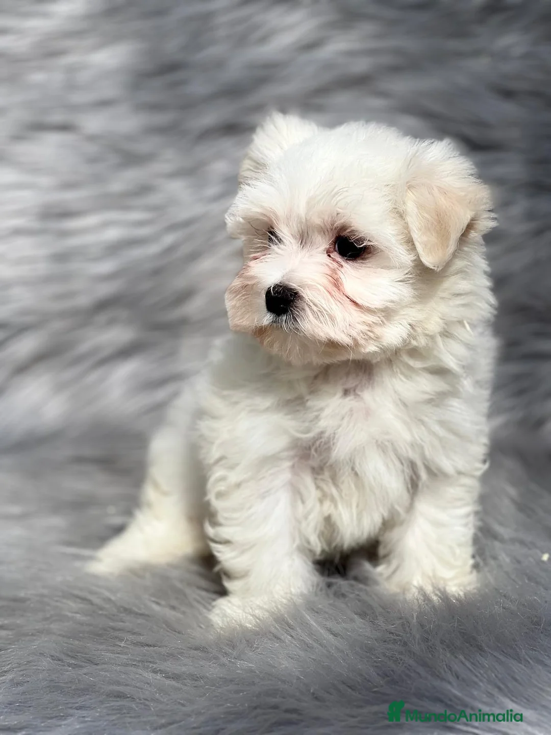 Bichón Maltés perros en venta: Bichon maltes  en Barcelona - Anuncio 2